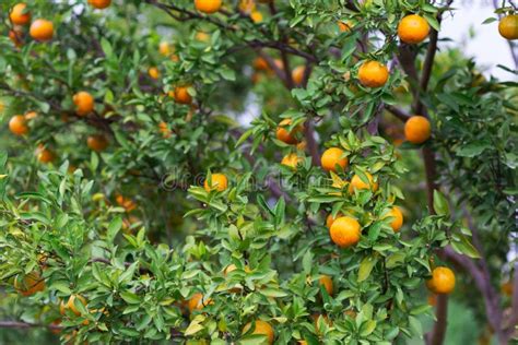 Male Farmer Harvest Picking Fruits In Orange Orchardorange Tree Stock