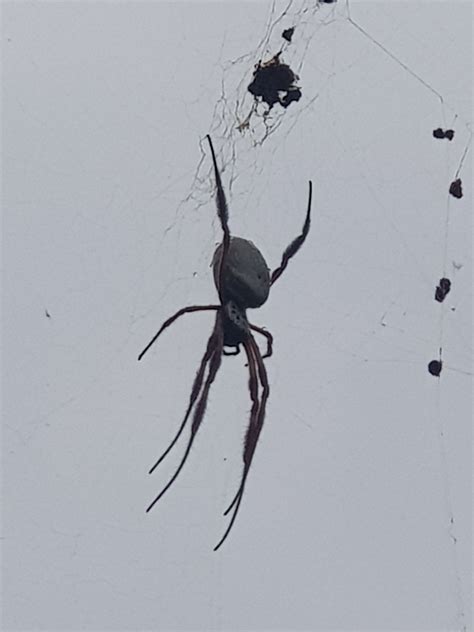 Australian Golden Orbweaver From Graceville Ave At Riverside Village