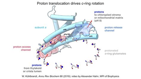 Structure And Mechanisms Of F Type ATP Synthases Supplemental Video 5