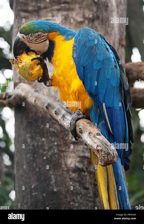 The Blue And Yellow Macaw Ara Ararauna Also Known As The Blue And