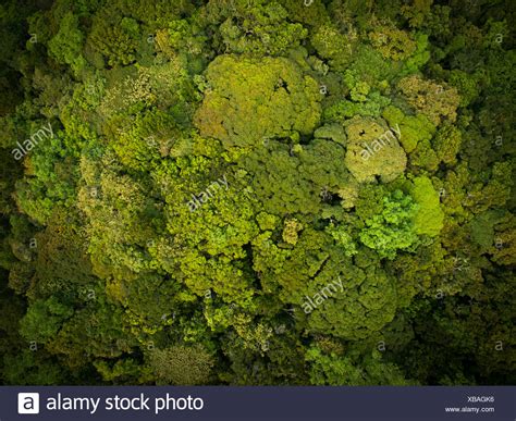 Shola Forest Stock Photos Shola Forest Stock Images Alamy