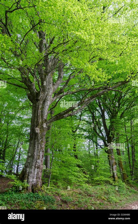 Beech grove hi-res stock photography and images - Alamy