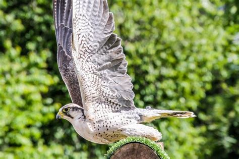 Premium Photo Close Up Of Eagle Flying