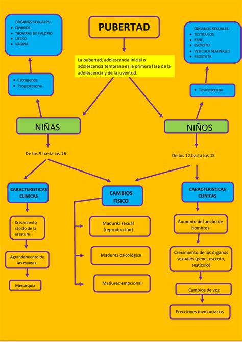 Arriba 101 Imagen Mapa Mental De Los Cambios Fisicos En La Adolescencia Abzlocalmx