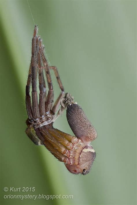 In A Process Called Ecdysis Spiders Molt Off Their Exoskeleton To Grow