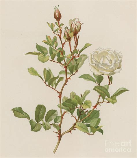 Rosa Laevigata Bracteata Painting By English School Fine Art America