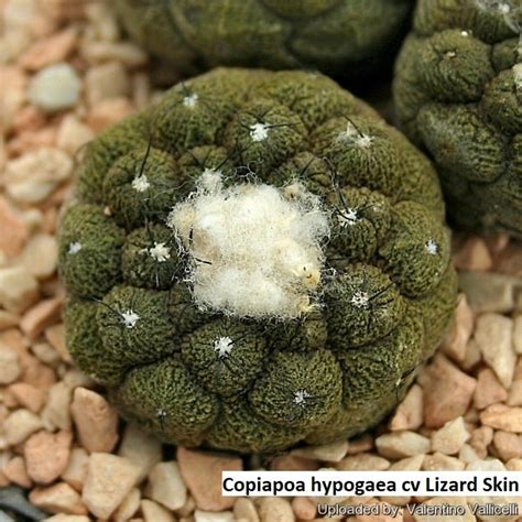 Copiapoa Hypogaea Cv Lizard Skin RARE 10 Seeds Etsy Canada