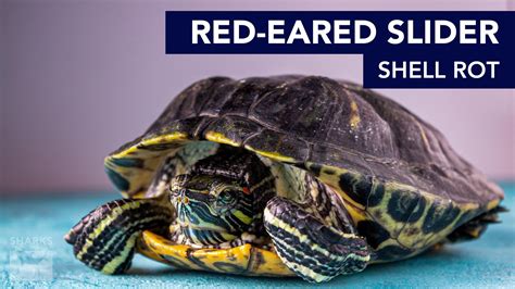 Red Eared Slider Shell Rot Causes Symptoms Treatment Sharksinfo