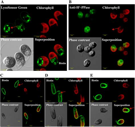 Localization Of Acidic Vacuoles And Endocytosis Of Biotin Tagged