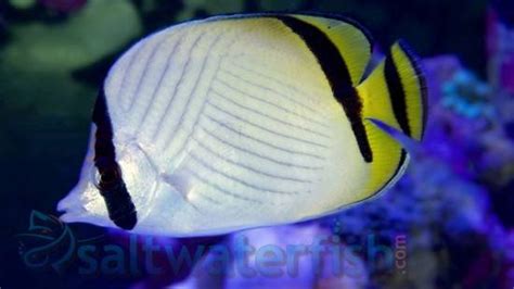 Vagabond Butterfly Fiji Size 2 25 3 5 Inches For Sale Chaetodon