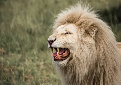 How Many Teeth Do Lions Have