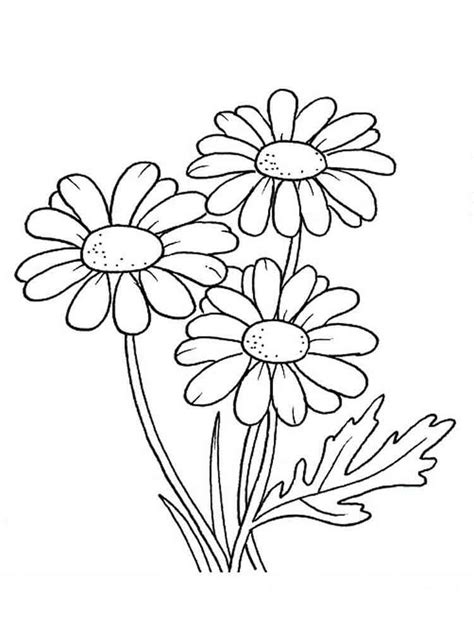 Margarita Gerbera Para Colorear Imprimir E Dibujar Coloringonly