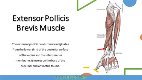 Extensor Pollicis Brevis Muscle Anatomy Orthofixar 2025