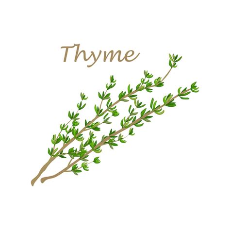 Vectores E Ilustraciones De Thyme Leaves Para Descargar Gratis Freepik