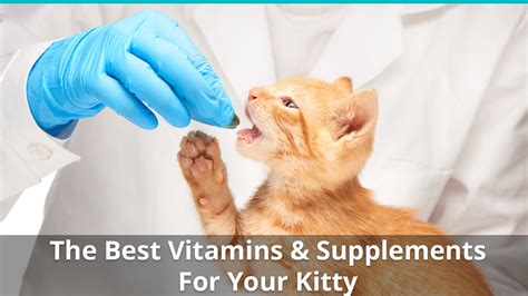 Best Cat Vitamins, Supplements, and Treatments: List and Reviews