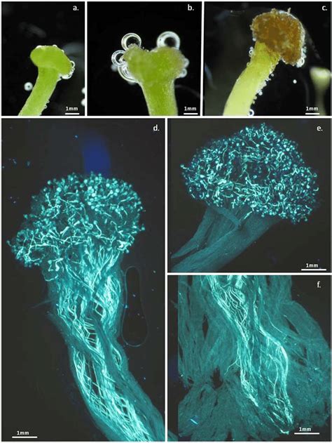 A F Receptivity Of Haskap Flower Stigmas And Overgrowth Of Pollen