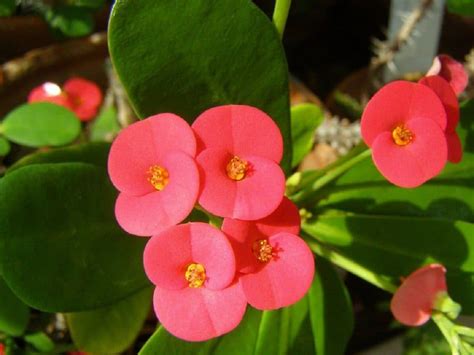Plantas ornamentales