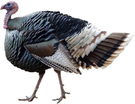 Turkey bird PNG