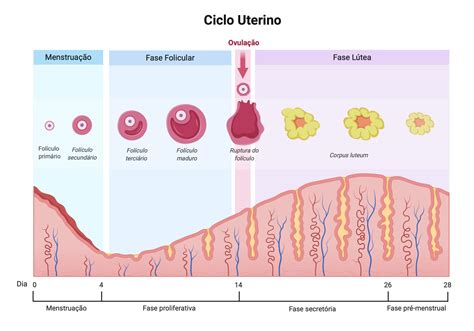 Em Que Consiste A Menstrua O