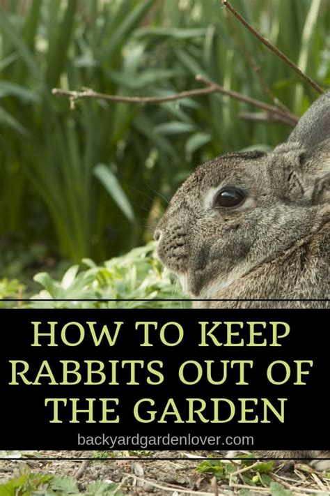 How To Keep Rabbits Out Of The Garden 9 Easy Ways