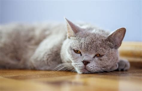 8 Warning Signs Your Feline Friend Might Be Battling Cancer Inside