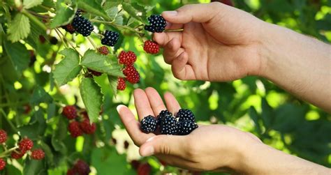 Moras una fruta con múltiples antioxidantes Nueva Mutua Sanitaria