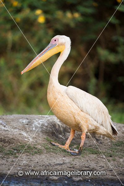 Photos And Pictures Of African Jacana Actophilornis Africana Lake