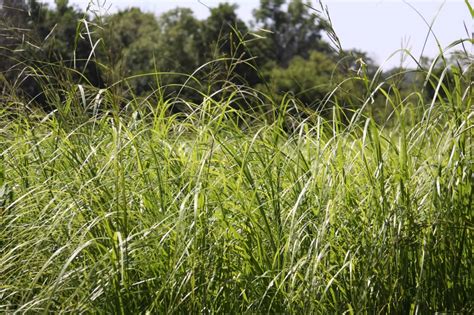 20 Cordgrass Facts - Facts.net