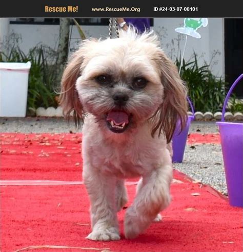 ADOPT 24030700101 Shih Tzu Rescue Loxahatchee FL