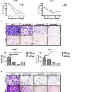 TCN Inhibits Colon Carcinoma Cell Migration And Invasion A The