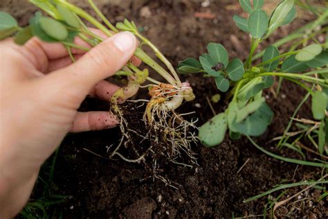 Cuidado de las plantas de cacahuete Cómo cultivar tus propios cacahuetes