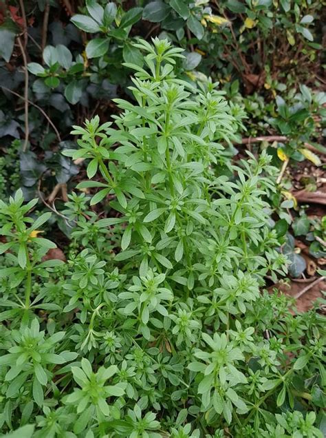 Cleavers Herbs Health Benefits Uses And Side Effects Nigerian Health