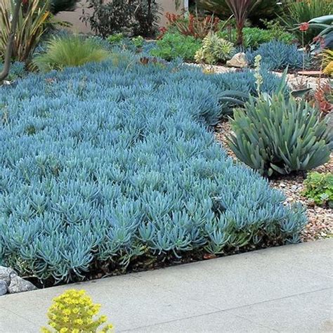 35 Popular Xeriscape Landscape Ideas For Your Front Yard MAGZHOUSE