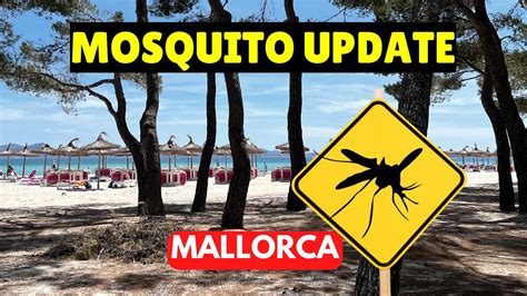 Mallorca News Mosquito Update From Alcudia Youtube