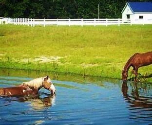 Bluff Creek Stables On Colonel S Island Mary Anne Jones Owns And