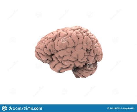 3D Rendering of a Human Brain Isolated in Studio Background Ilustração