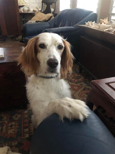 Op Above And Beyond English Setter Rescue