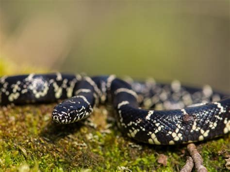 Georgia Copperhead Populations Rise As Kingsnake Populations Decline ...