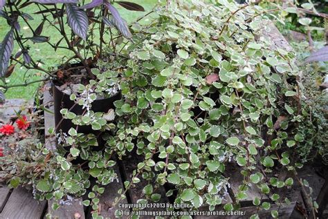 Photo Of The Entire Plant Of White Edged Swedish Ivy Plectranthus