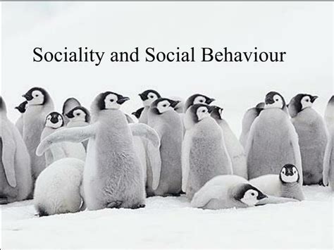 Ppt Sociality And Social Behaviour Powerpoint Presentation Free