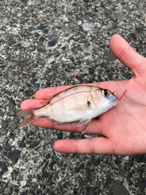 青空と海と波 さんの 2023年08月06日のチャリコの釣り・釣果情報静岡県 由比漁港 アングラーズ 釣果400万件の魚釣り情報サイト