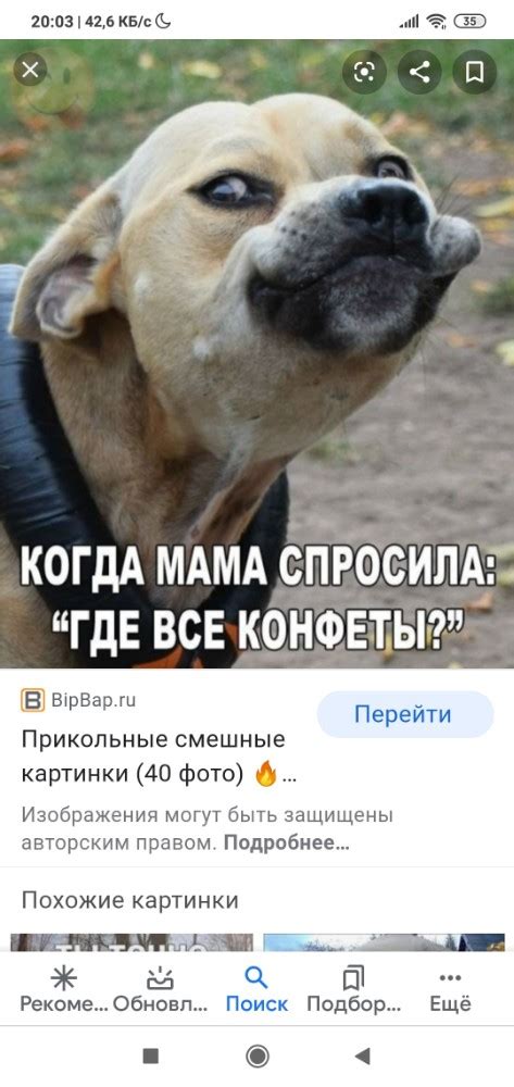 Мемы с животными картинки