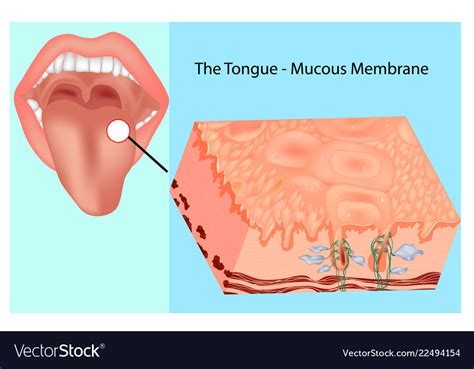 Oral Mucous Membrane Royalty Free Vector Image