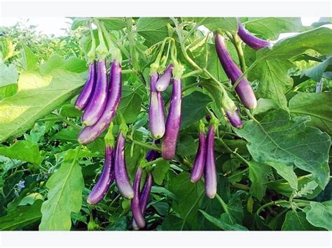 Eggplant Farm