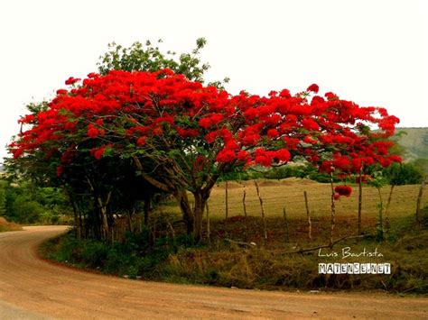 Delonix Regia Flamboyan Árbol De Fuego Acacia Roja Chivato