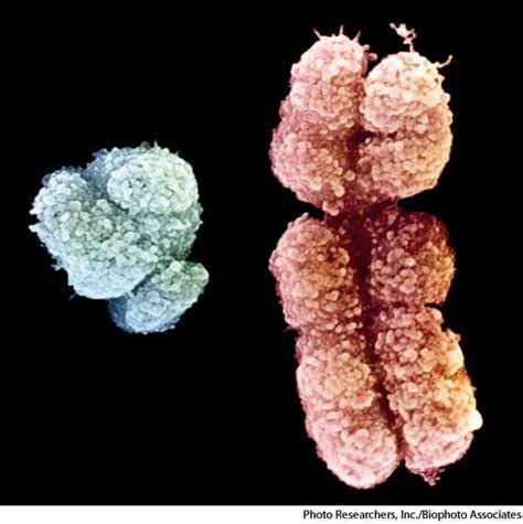 Human Y And X Chromosomes Ciencias De La Naturaleza Cromosomas