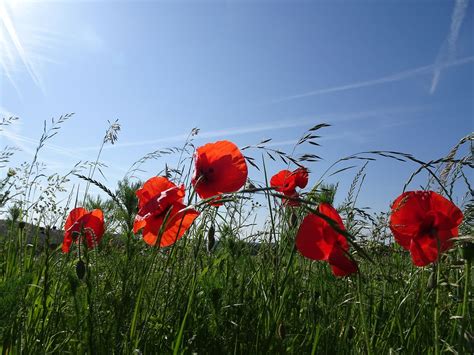 Mywort Natur Ass Sch In