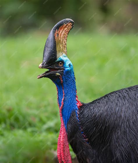 Premium Photo Southern Cassowary Bird Casuarius Casuarius Doublewattled Cassowary Bird Closeup