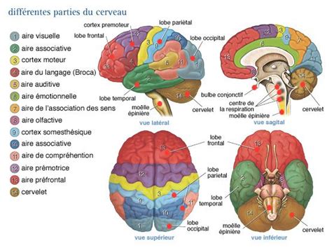 Noyaux Rouges Cerveau Brain Anatomy Anatomy And Physiology Anatomy