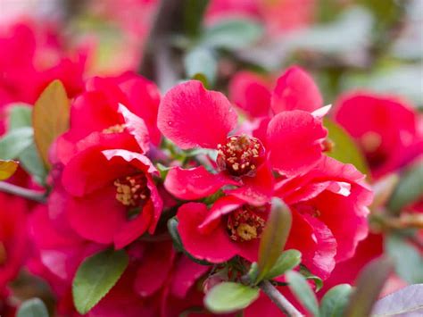 17 Most Beautiful Flowering Shrubs Amazing Bushes For A Colorful Garden